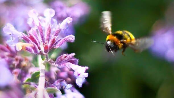 Three things you didn't know about bees